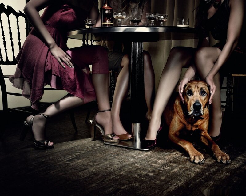 Dog under Table — Brown, Dramatic, Night