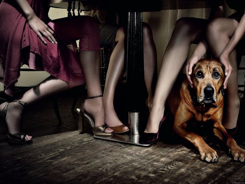 Dog under Table — Brown, Dramatic