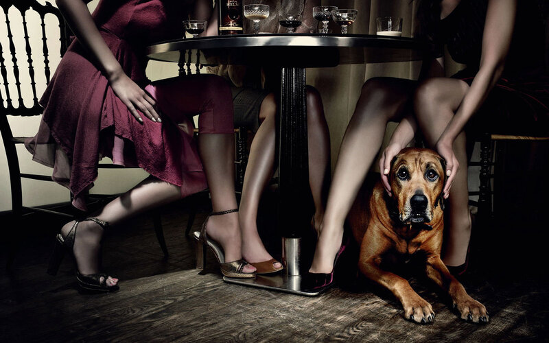 Dog under Table — Brown
