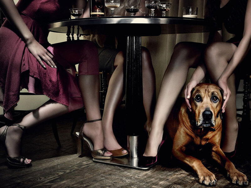 Dog under Table