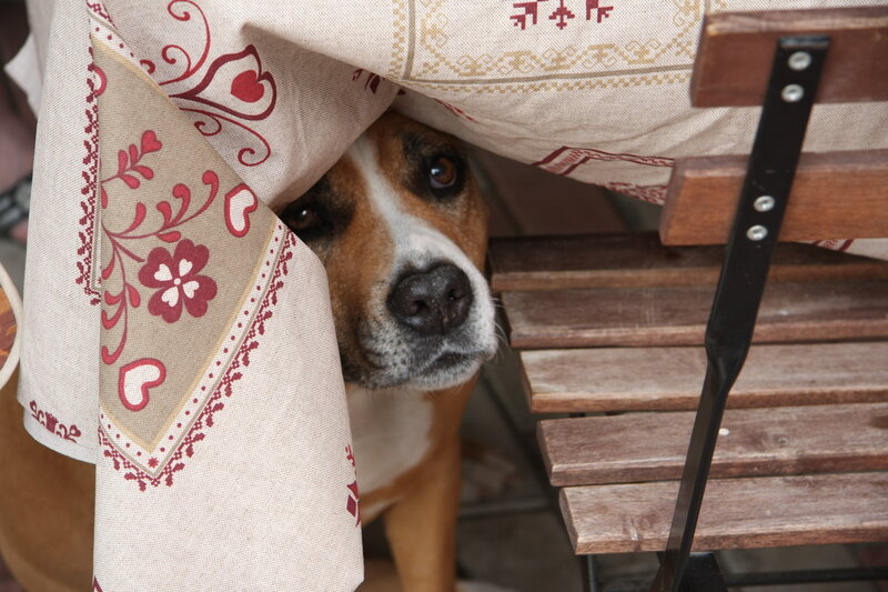 Dog under Tablecloth