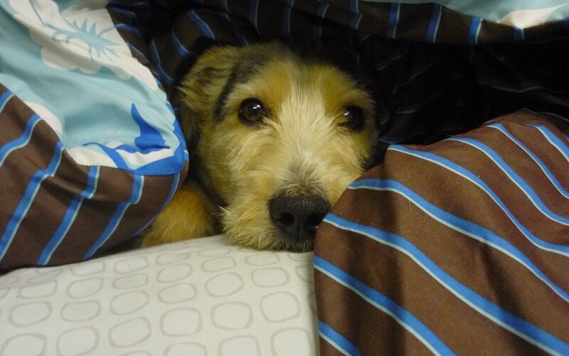 dog under the covers