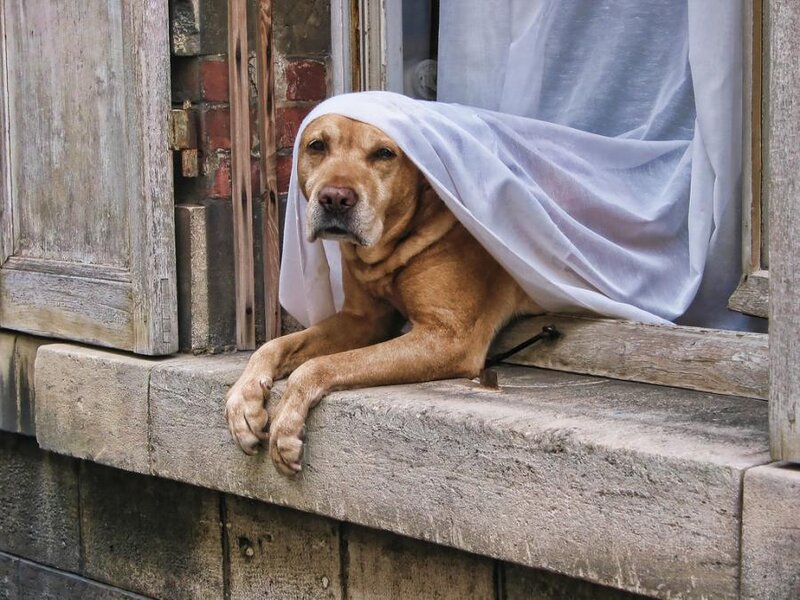 Dog under White Cloth