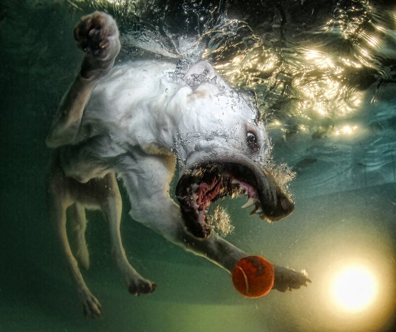 Dog Underwater with Ball