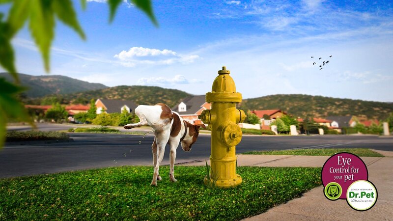 Dog Urinating on Hydrant