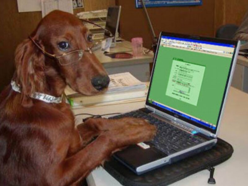 dog using laptop at desk