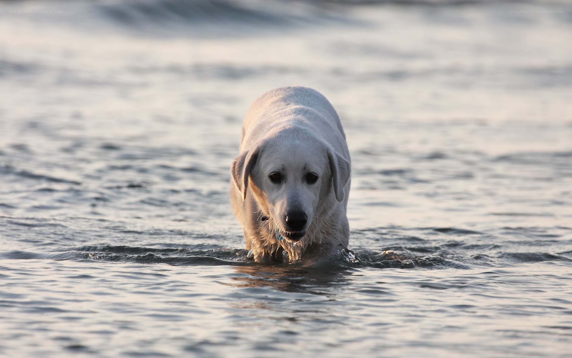 dog wading in water