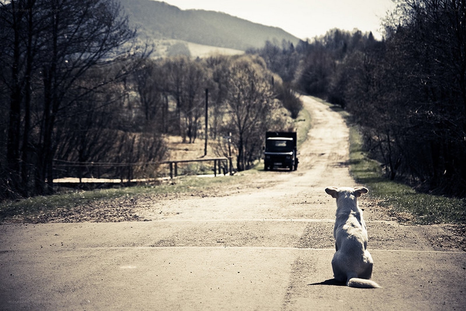 dog waiting on country road
