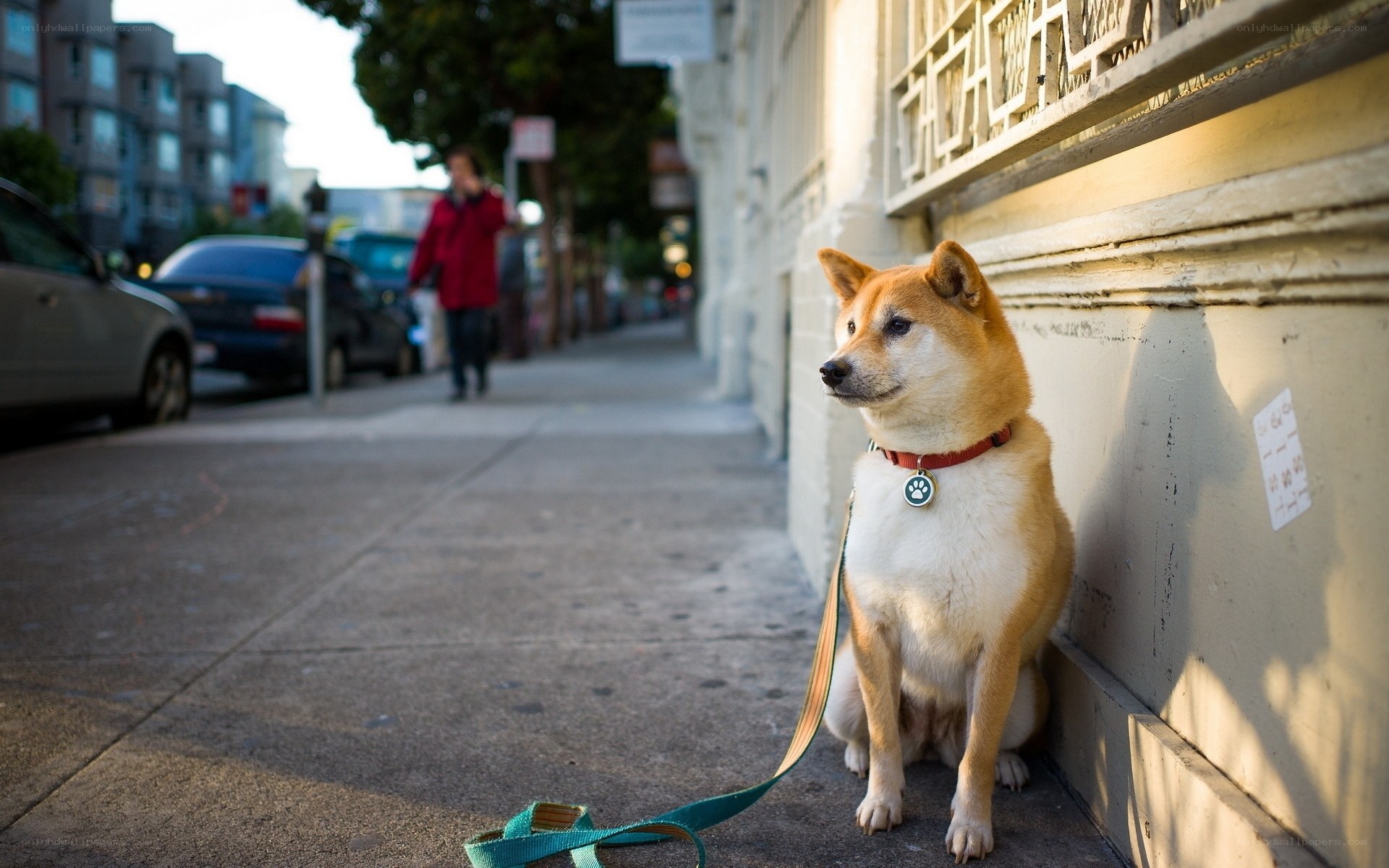 Dog waiting on sidewalk