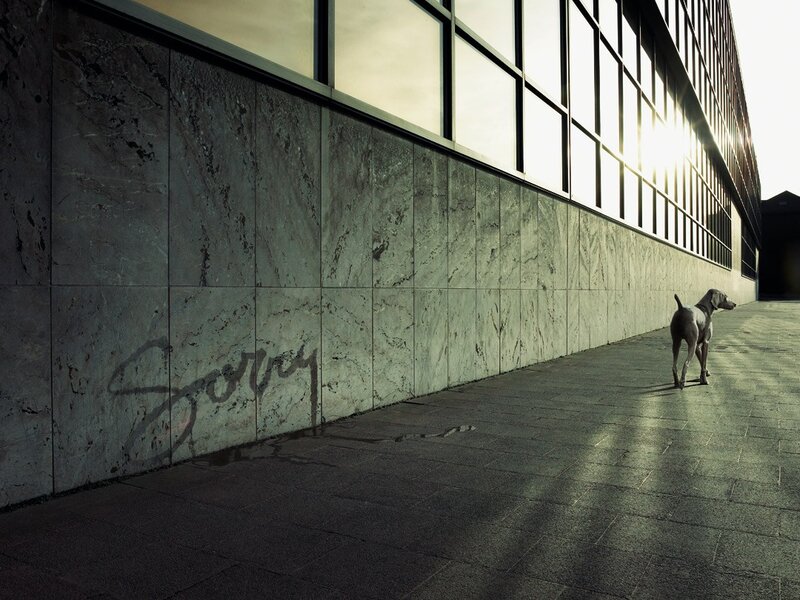 Dog walking by a building