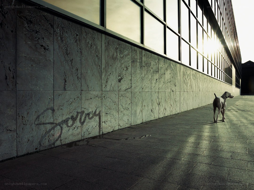 Dog walking by a building