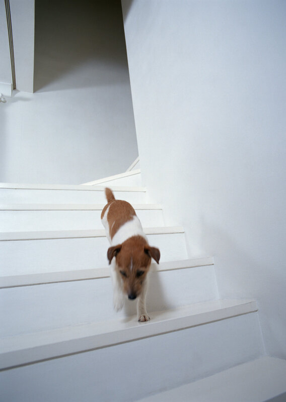 dog walking down stairs