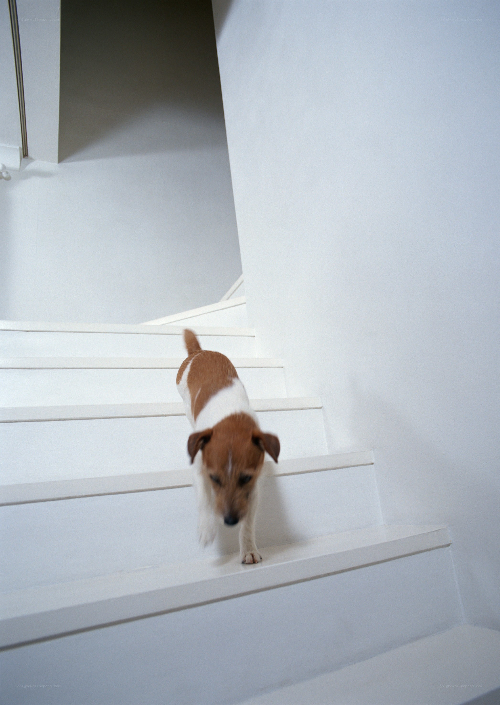 dog walking down stairs