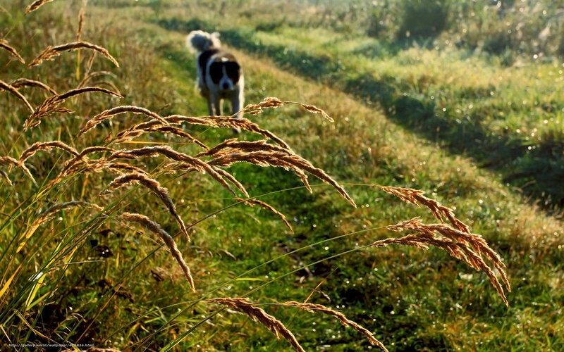 Dog walking in a grassy field