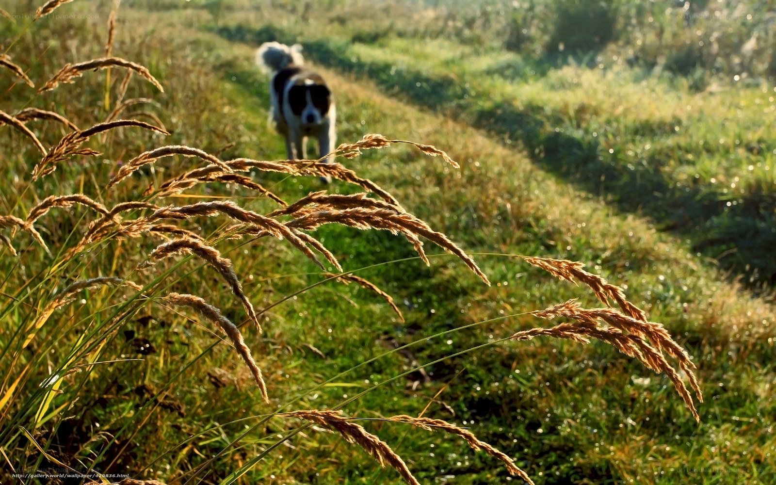 Dog walking in a grassy field