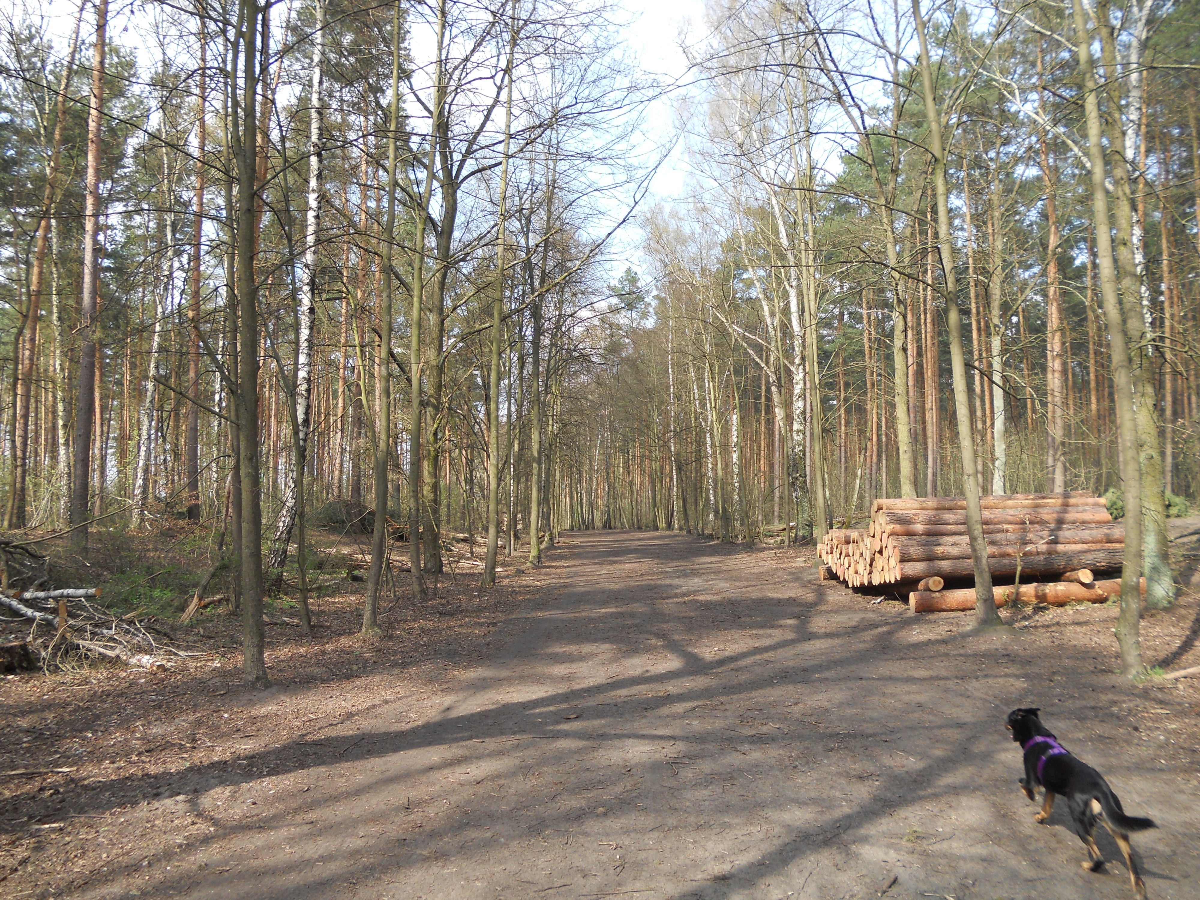 Dog walking in forest path