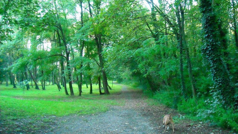 Dog walking in forest path