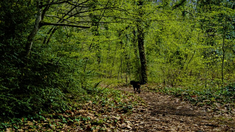 dog walking in forest