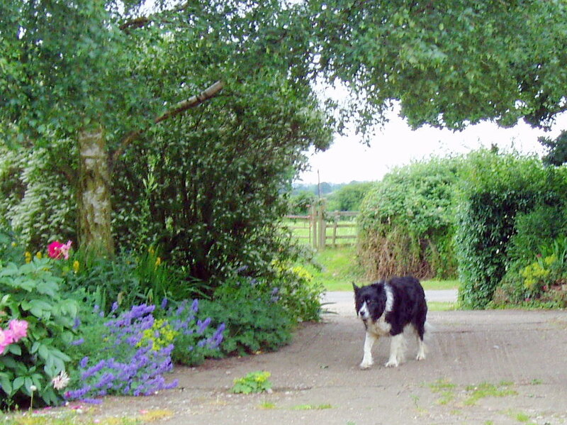 dog walking in garden path