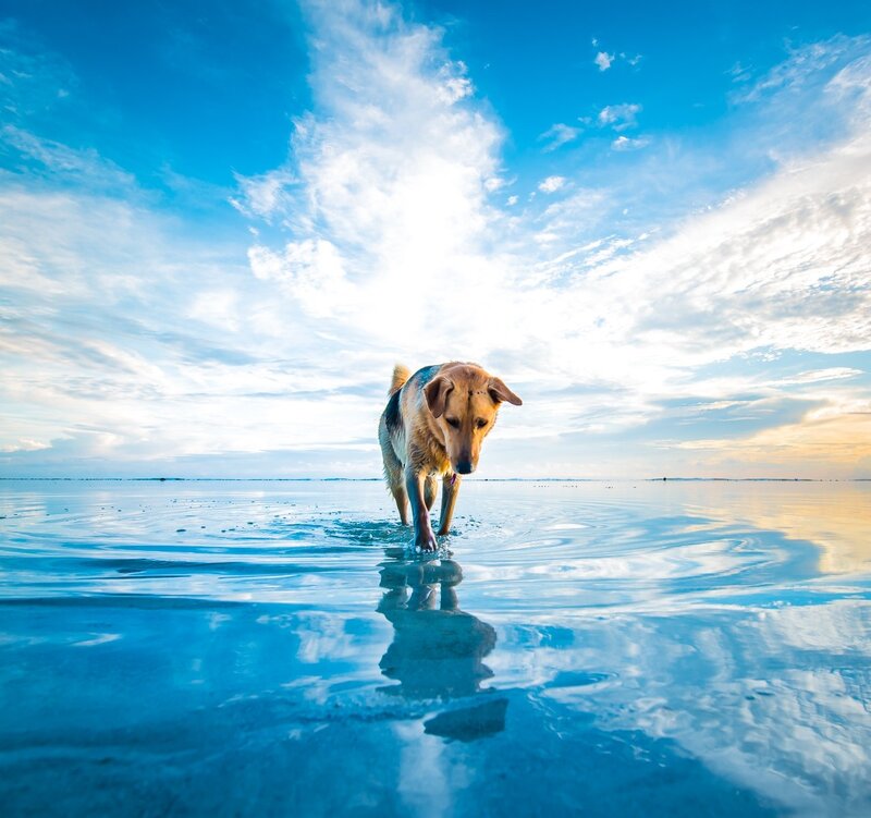 Dog Walking in Shallow Water