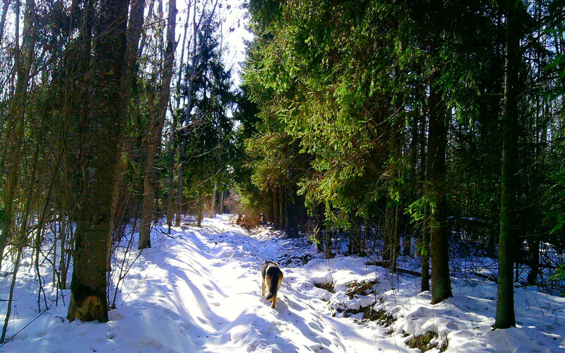 Dog Walking in Snow