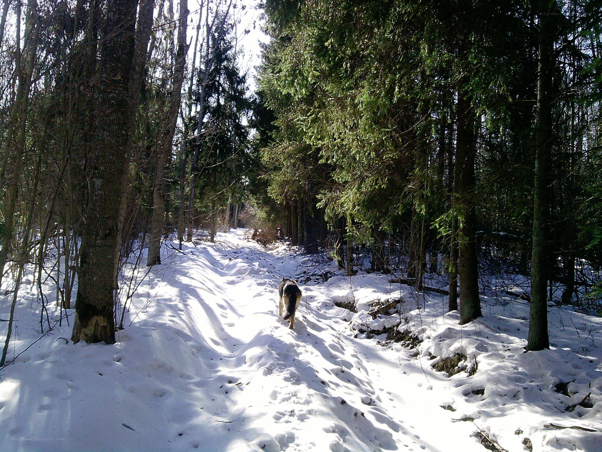 Dog walking in snowy forest
