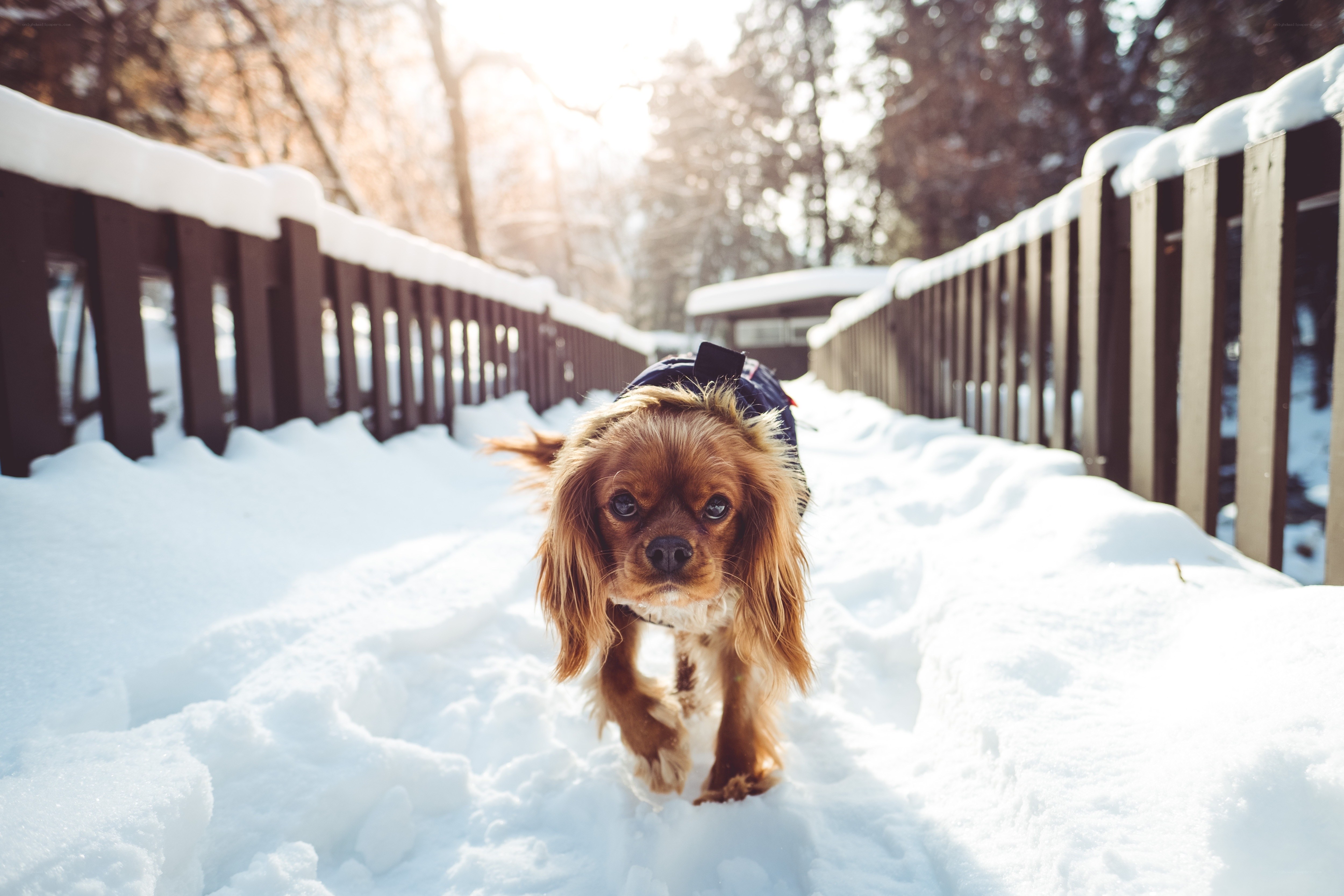 Dog walking in snowy park