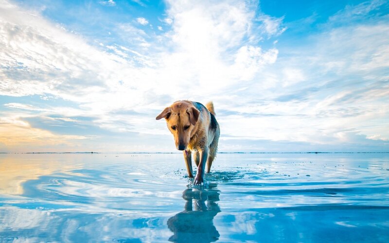 Dog Walking in Water