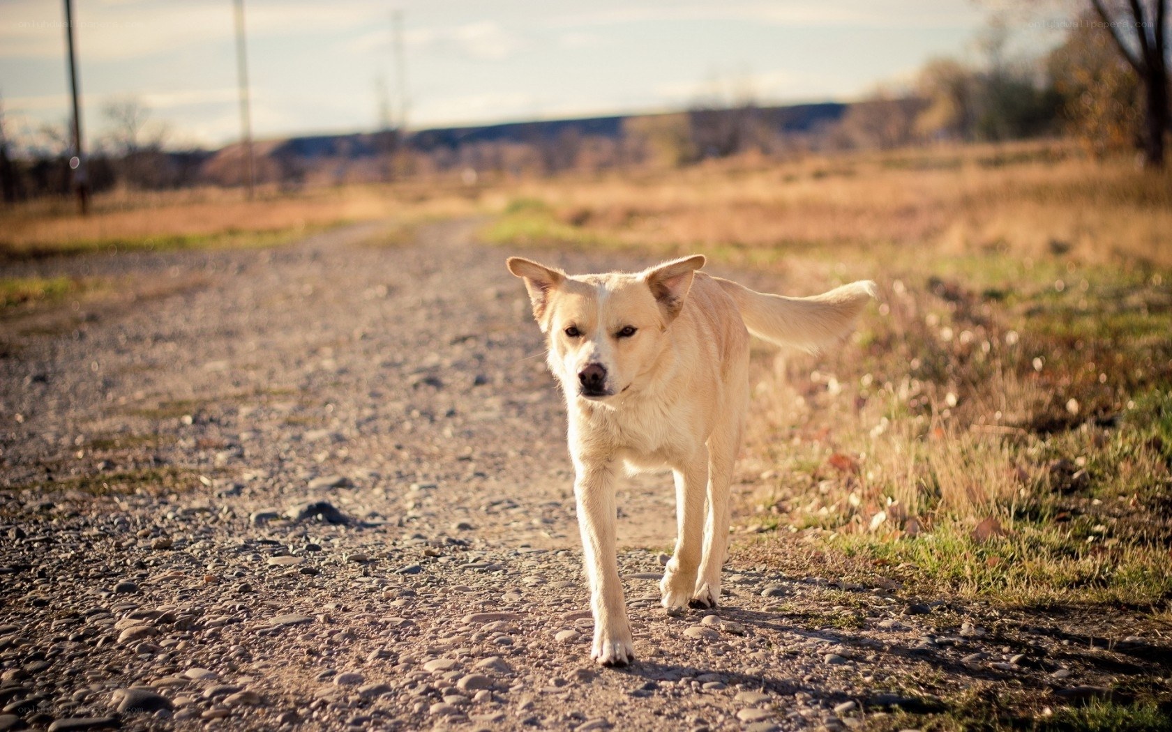 dog walking on a gravel path