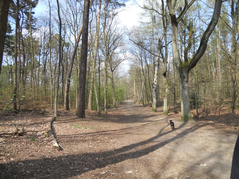 Dog Walking on Forest Path