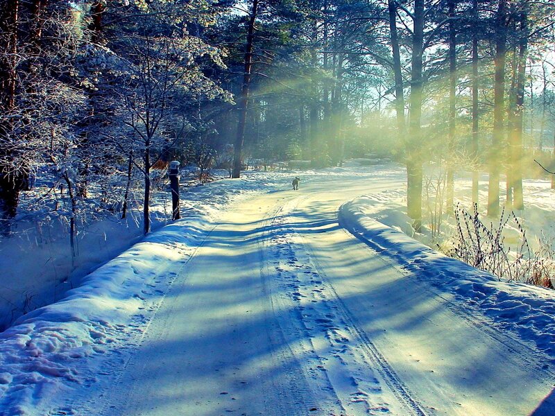 Dog Walking on Snowy Path