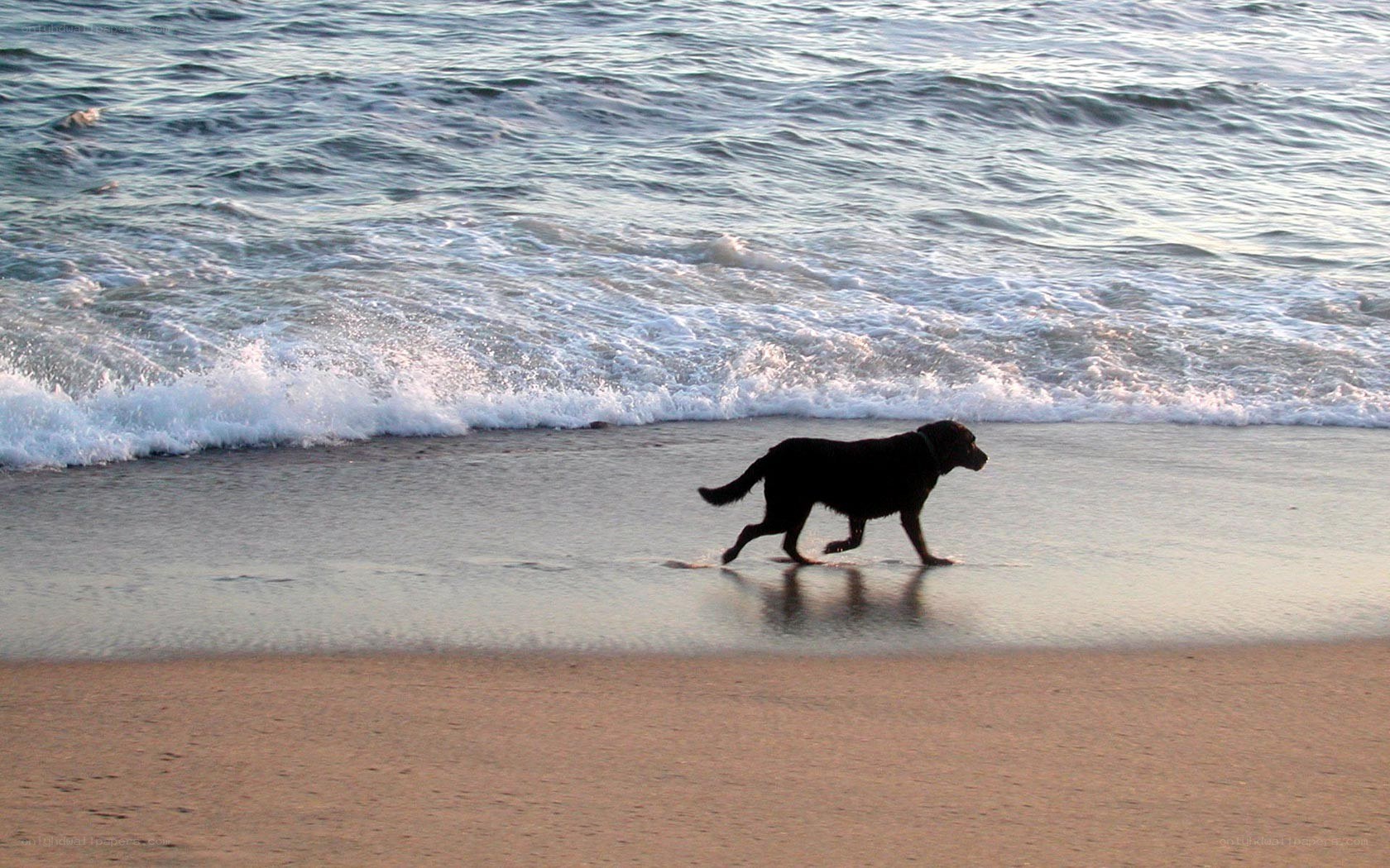 Dog walking on the beach