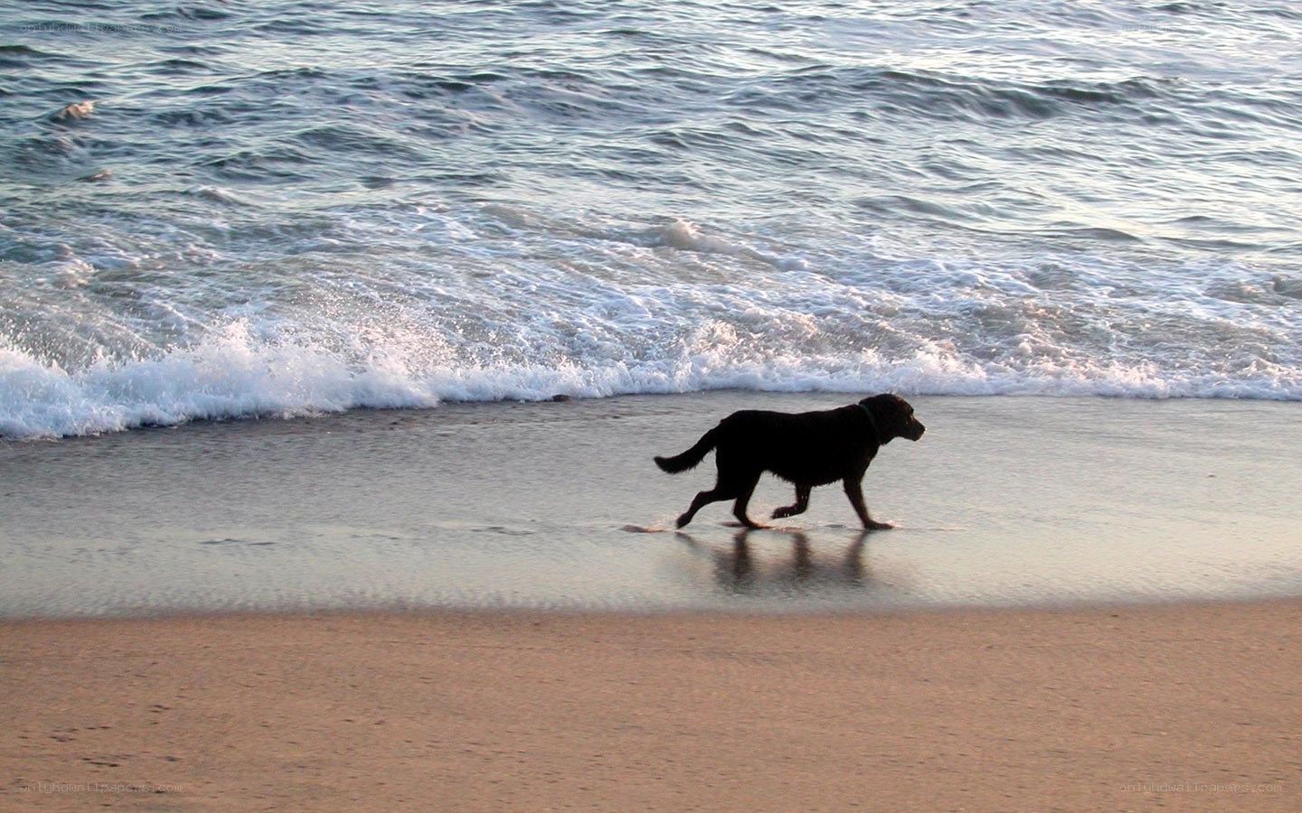 Dog walking on the beach