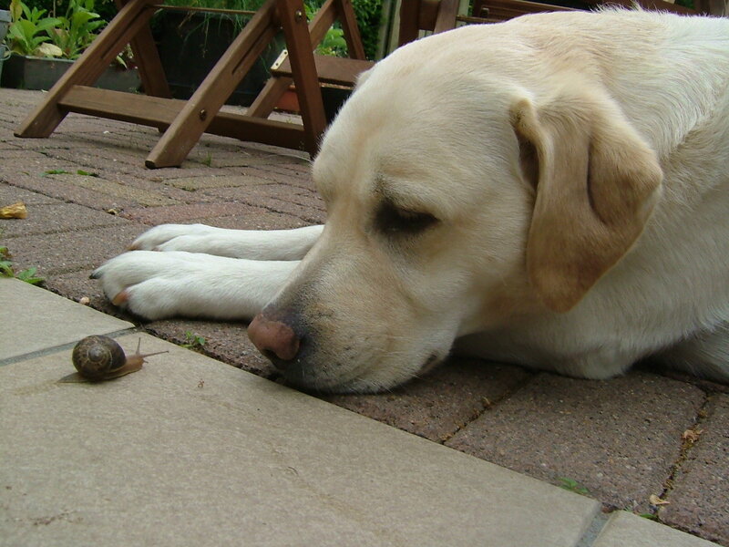 Dog watching a snail