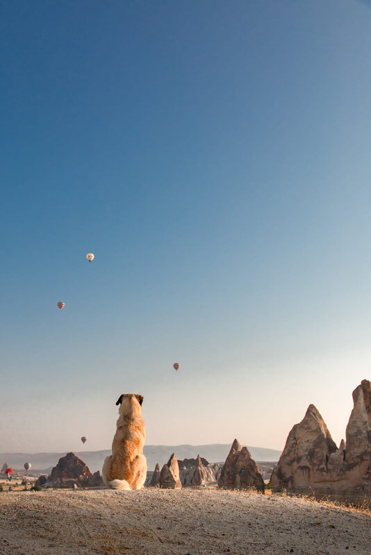 Dog Watching Balloons