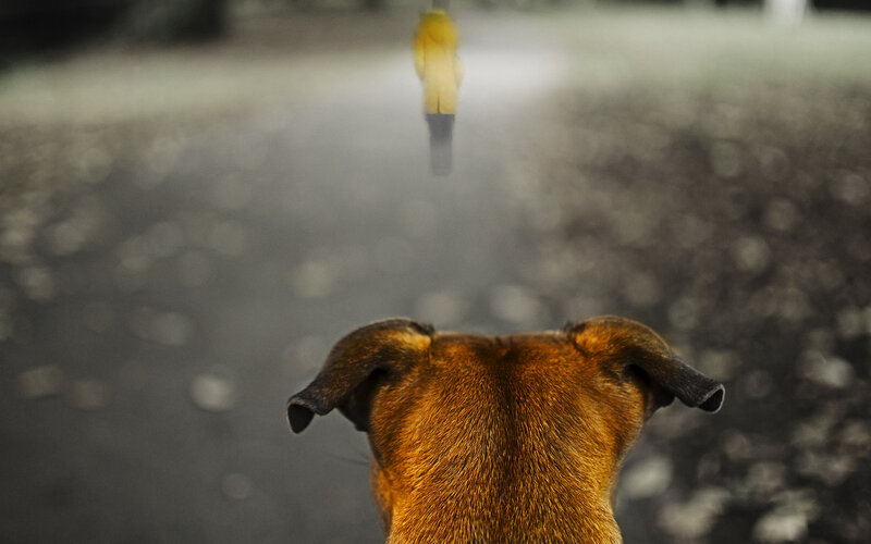 Dog Watching Person — Brown