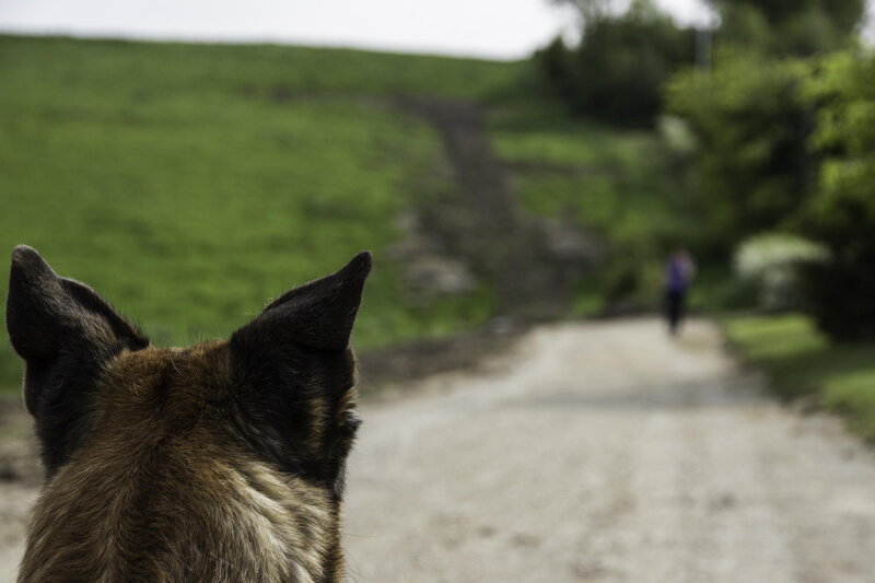 Dog Watching Person