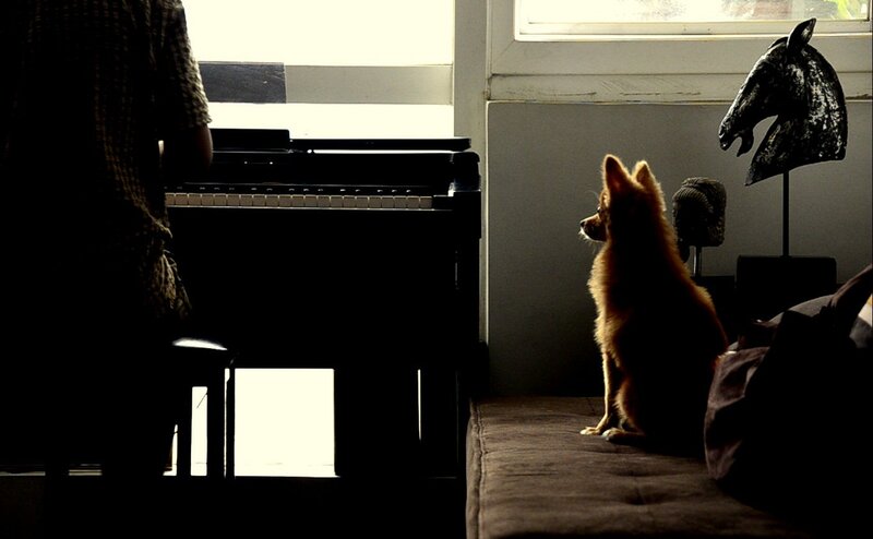 Dog Watching Piano Player