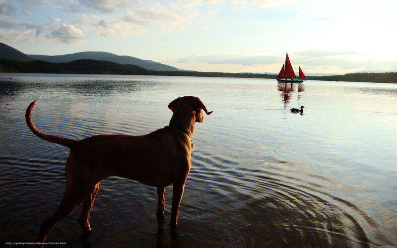dog watching sailboat on lake