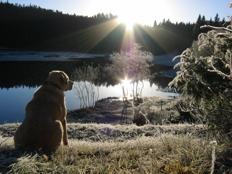 Dog watching sunrise by a lake