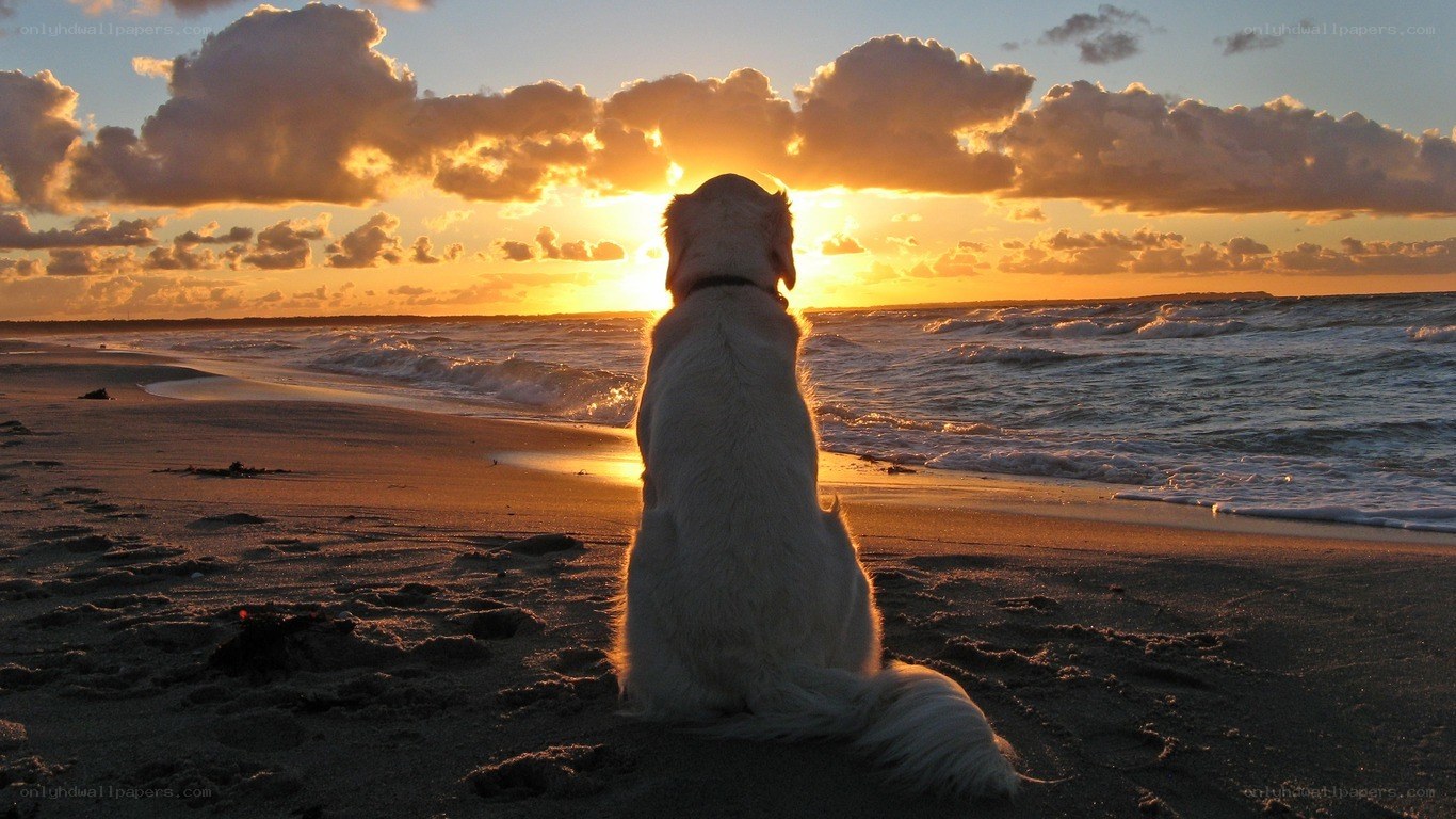Dog watching sunset at beach