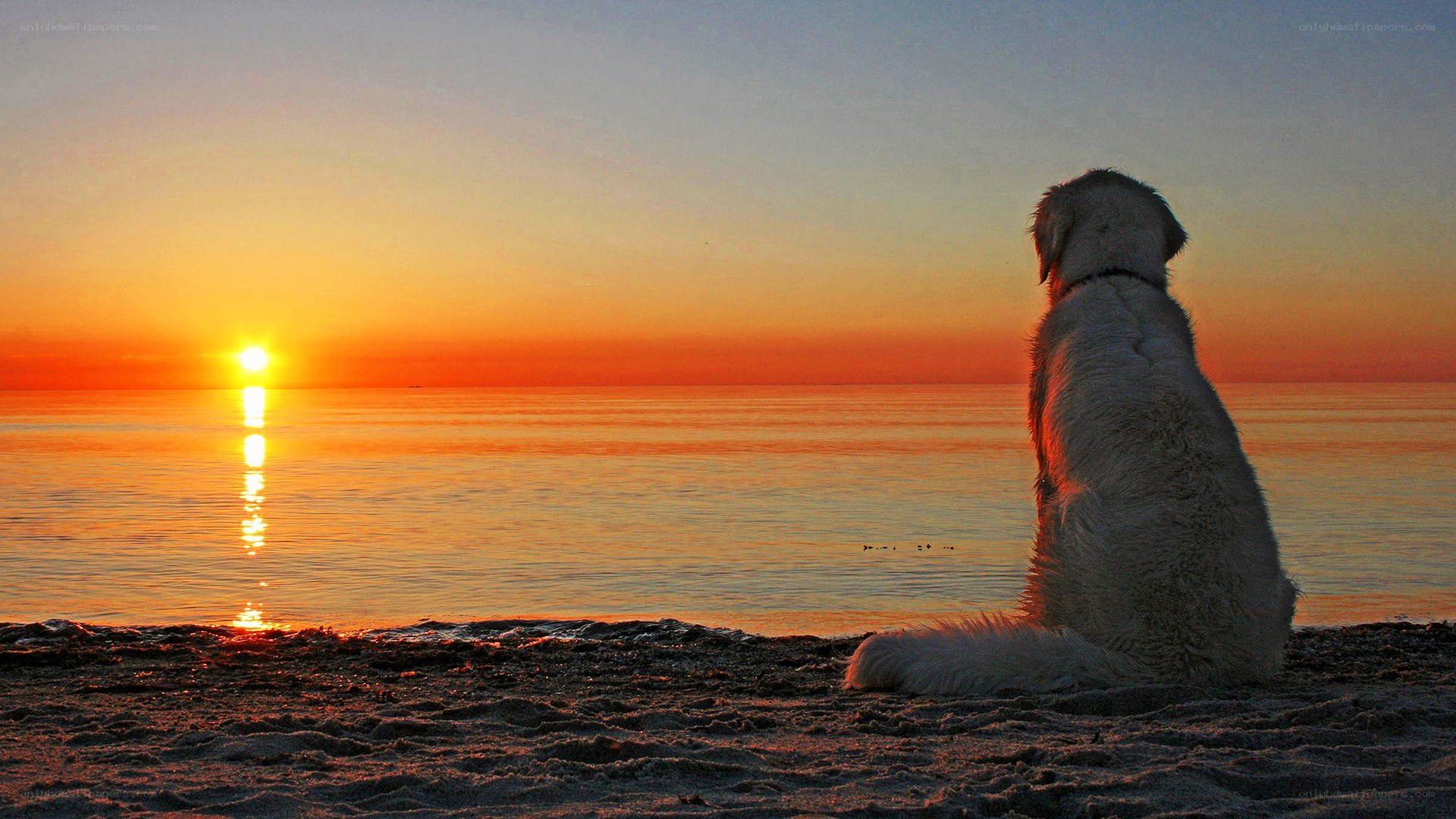 dog watching sunset at beach