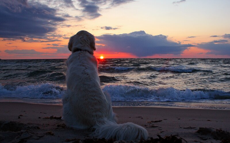 dog watching sunset at beach