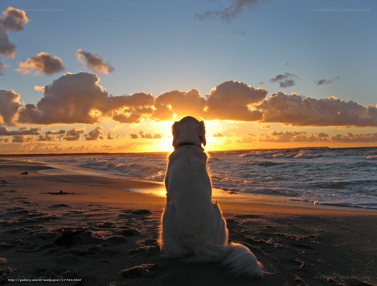 Dog watching sunset at beach