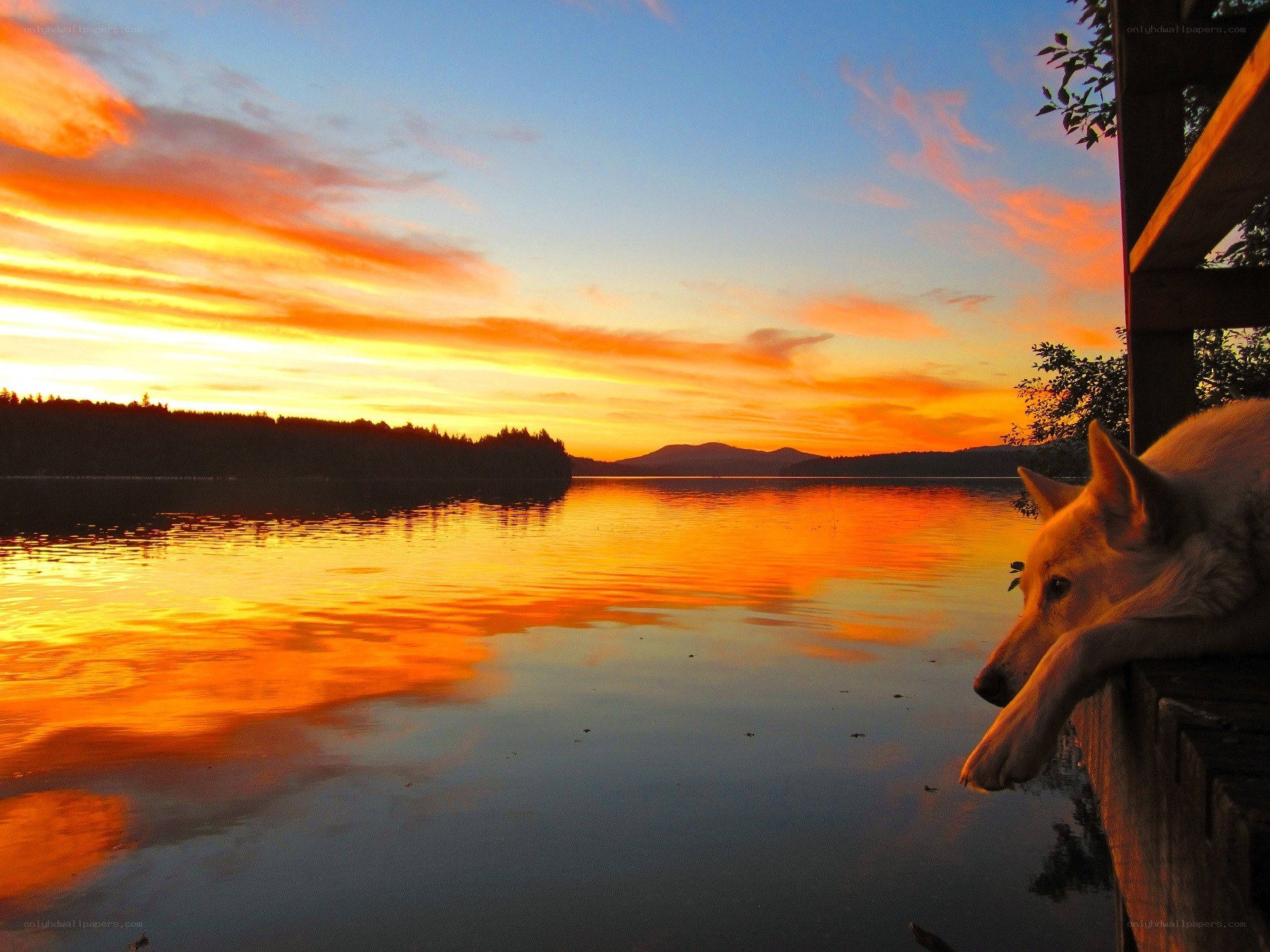 Dog watching sunset at lake