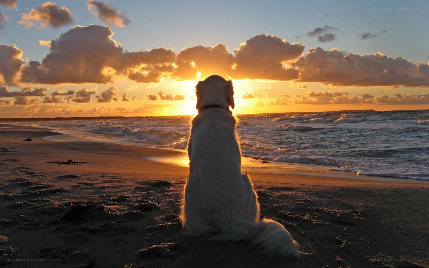 Dog watching sunset on beach
