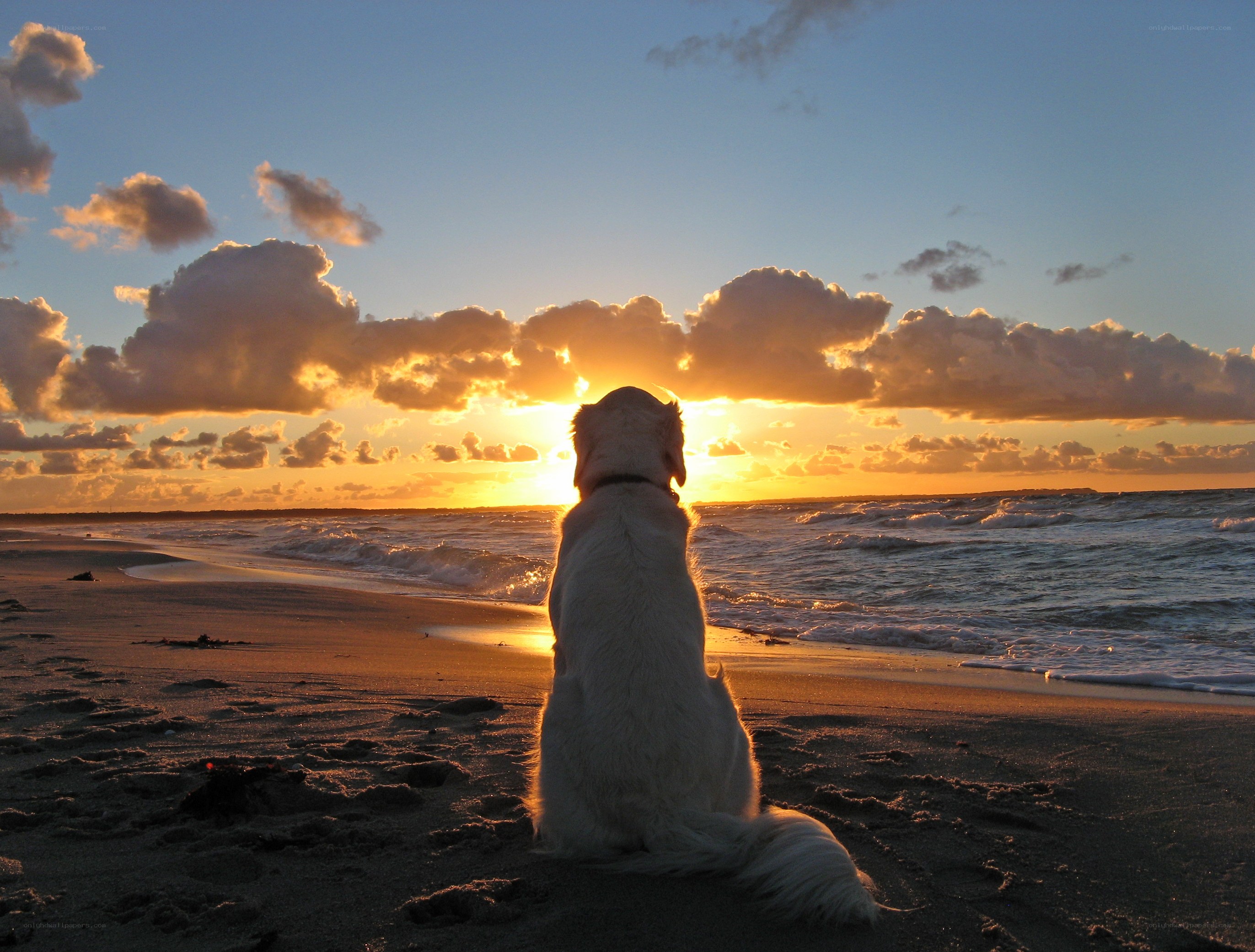 Dog watching sunset on beach