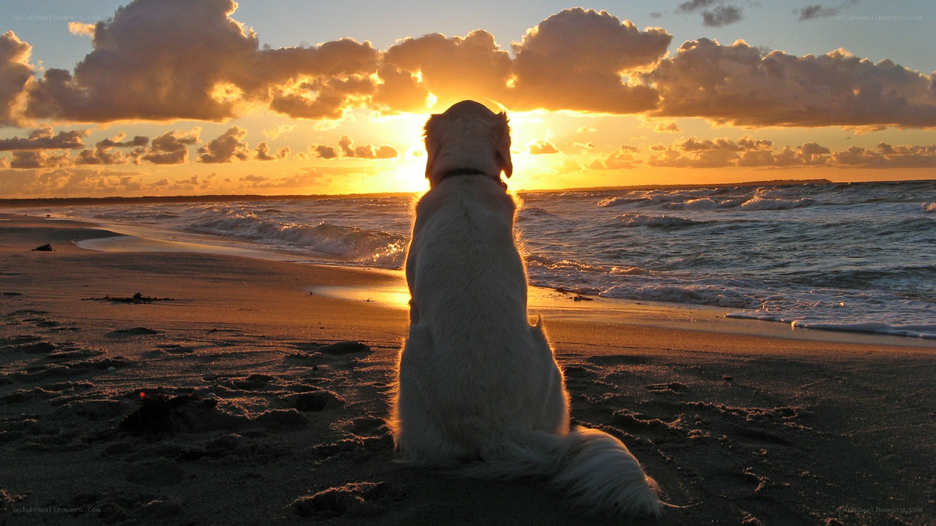 Dog watching sunset on beach