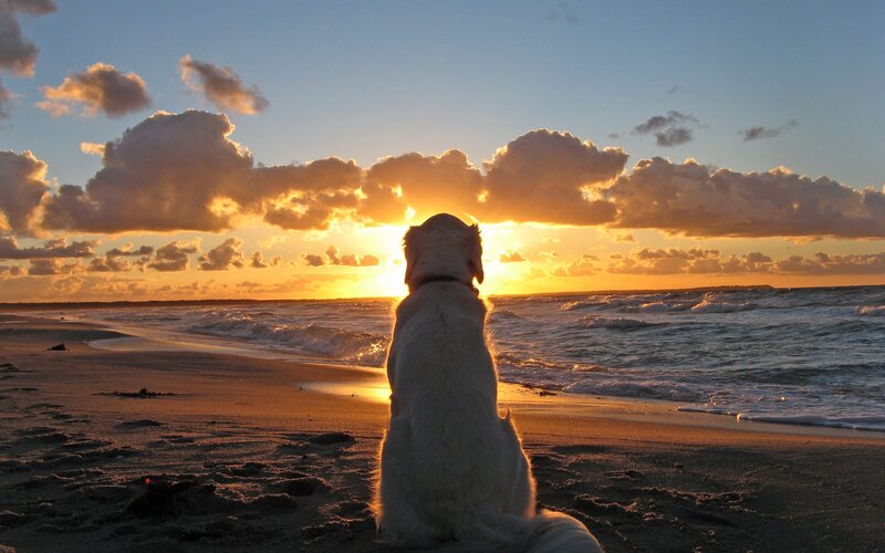 dog watching sunset on beach