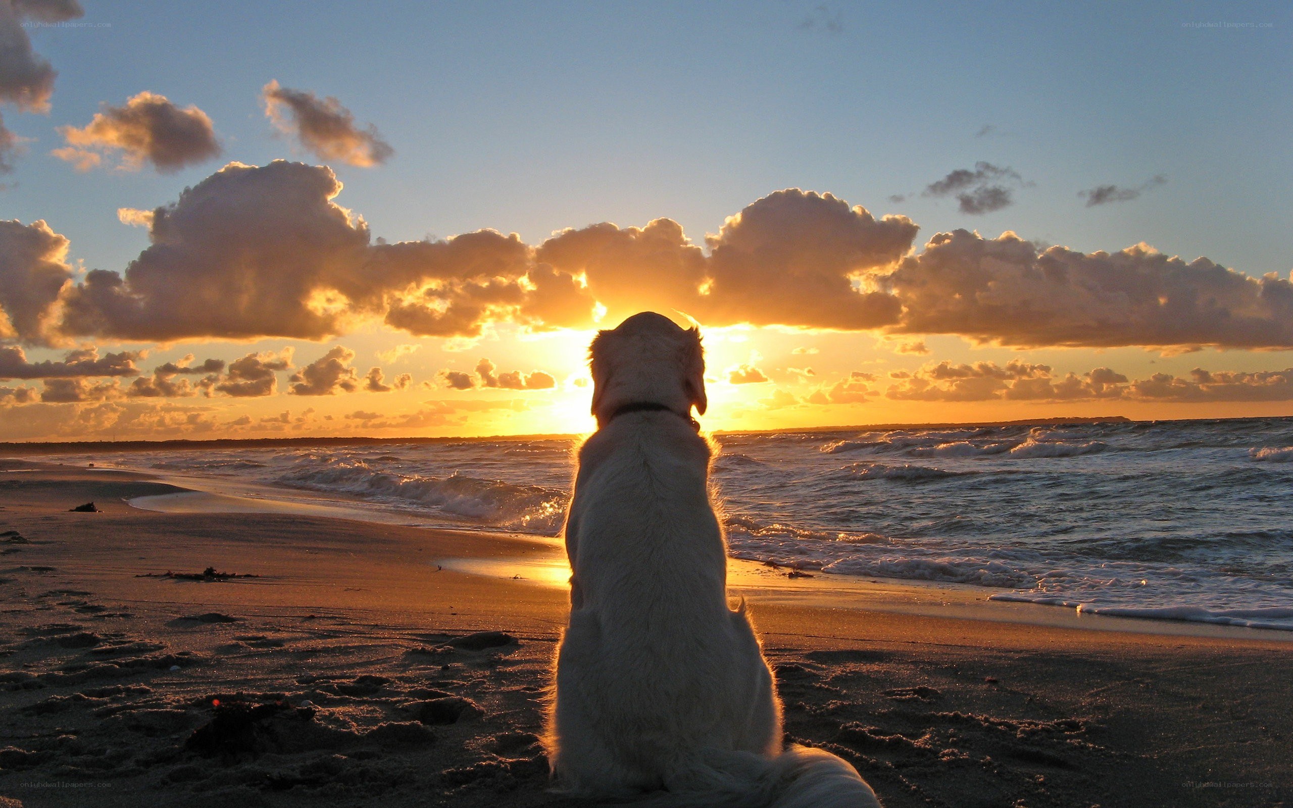 dog watching sunset on beach